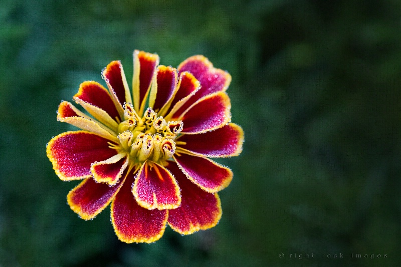 Dewy Marigold