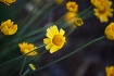 Desert Marigold