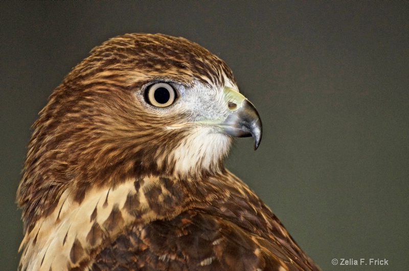 Looking at a Young Red-Tailed Hawk - ID: 14664846 © Zelia F. Frick