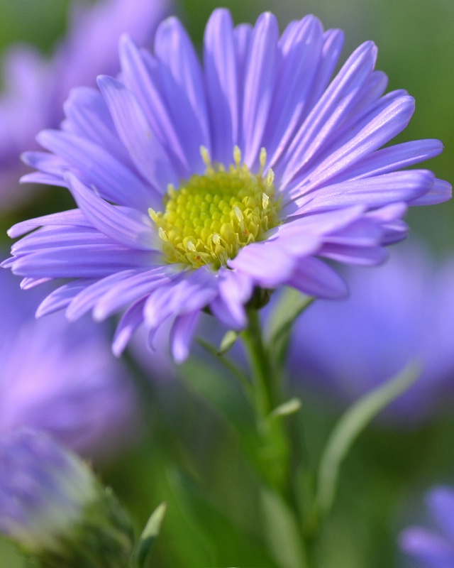 Aster Daze