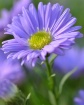 Aster Daze