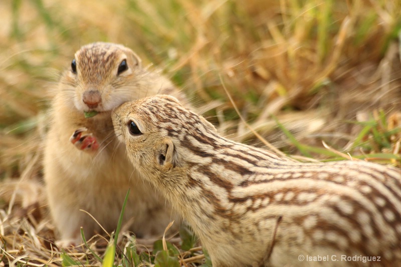 Couple of 13-Lined Ground Squirrels