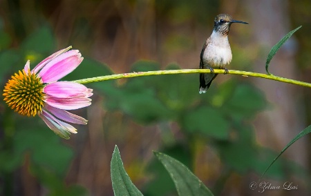 Rotund Hummingbird