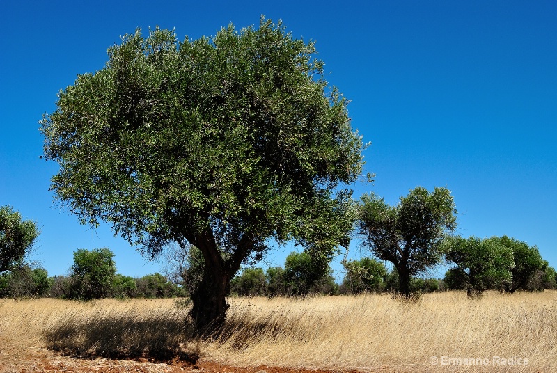 Wind among the olive trees