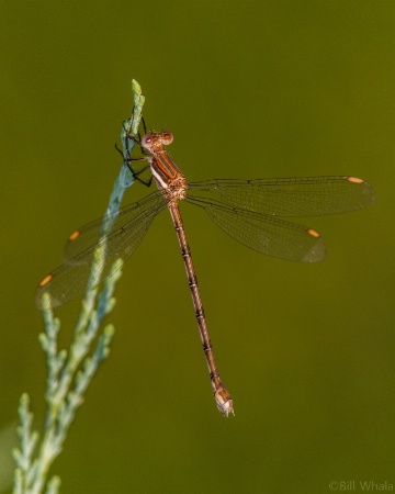 Spreadwing Damselfly