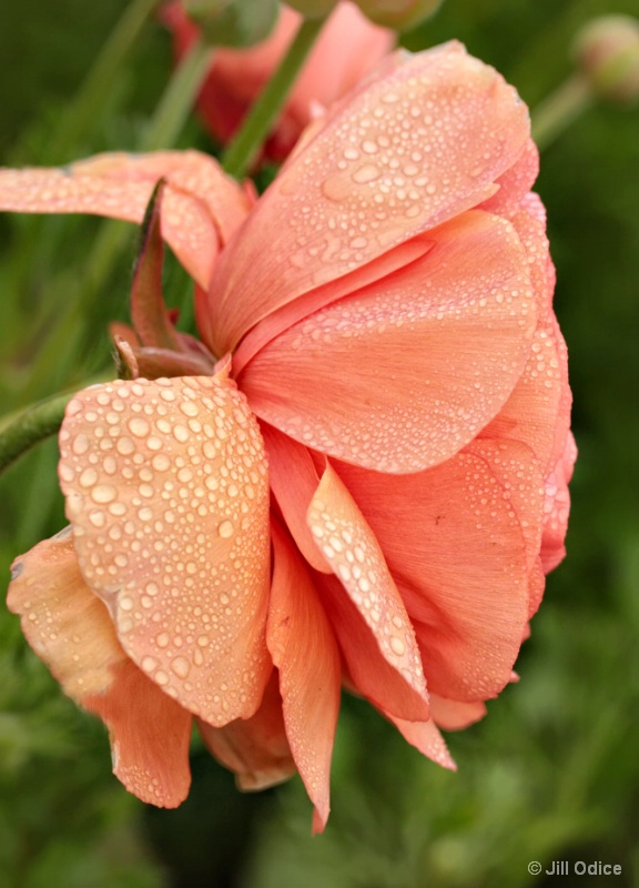  Ranunculas With Dewdrops