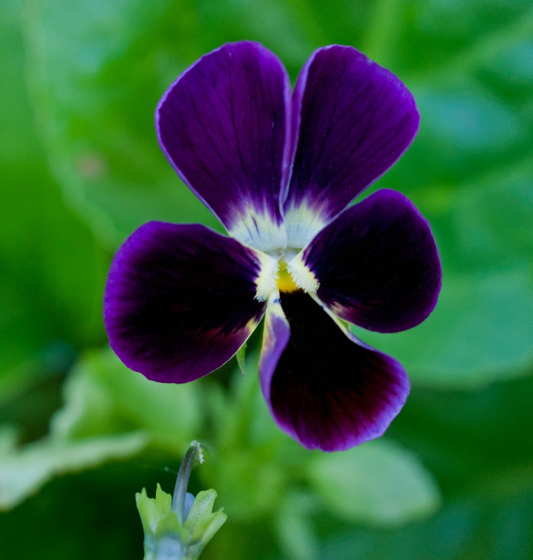 Perfect Pansy