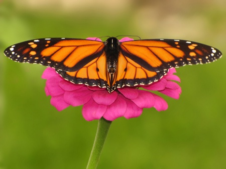 Full Splendor