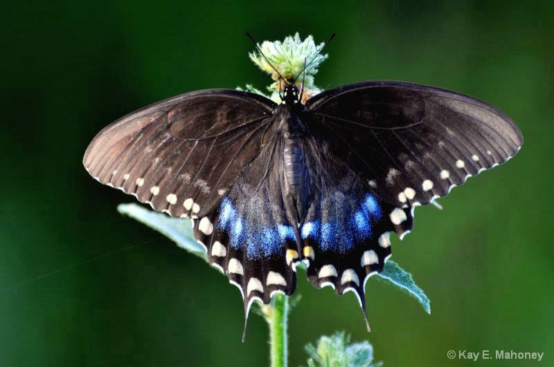 Beautiful Butterfly