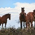 © Trudy L. Smuin PhotoID# 14666470: ~ The Boys ~