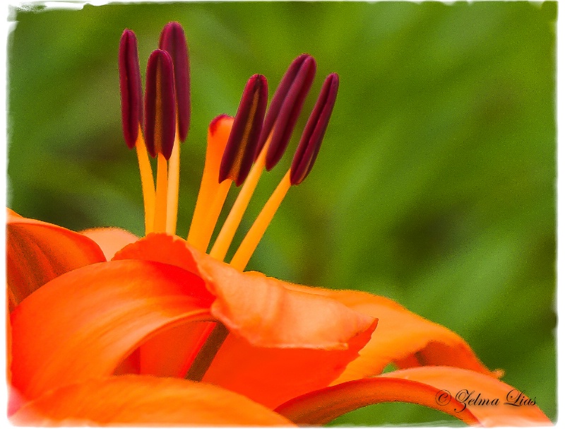 Velvety Lily Anthers