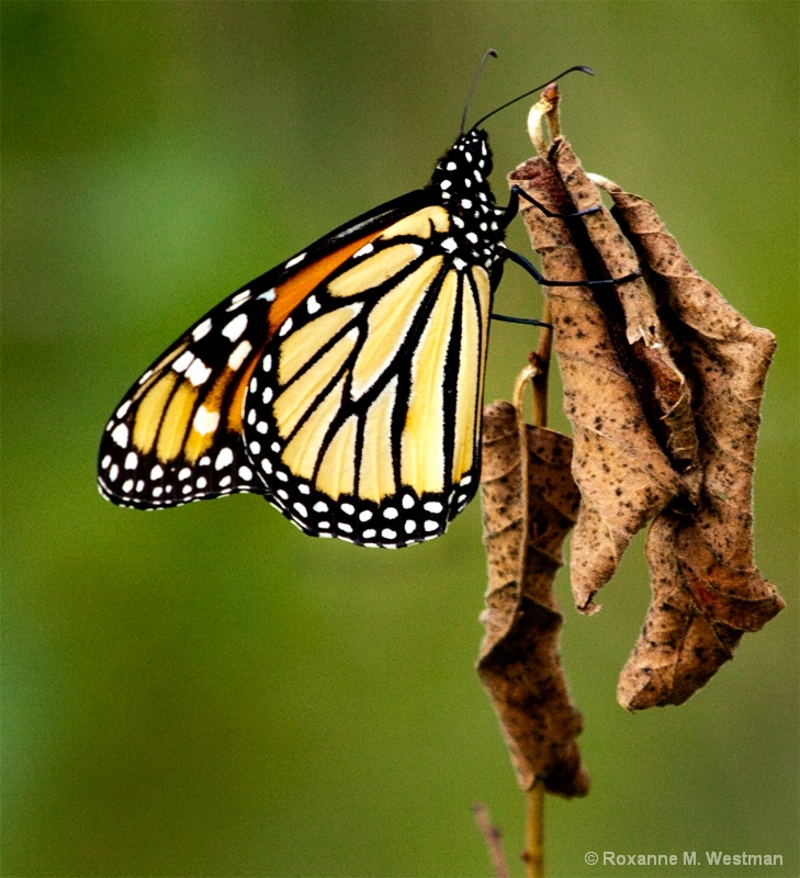 Butterfly on wilted leaf