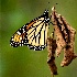 © Roxanne M. Westman PhotoID# 14666757: Butterfly on wilted leaf