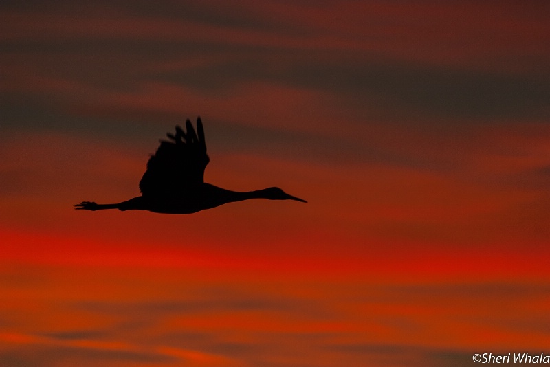 Crane at Sunset