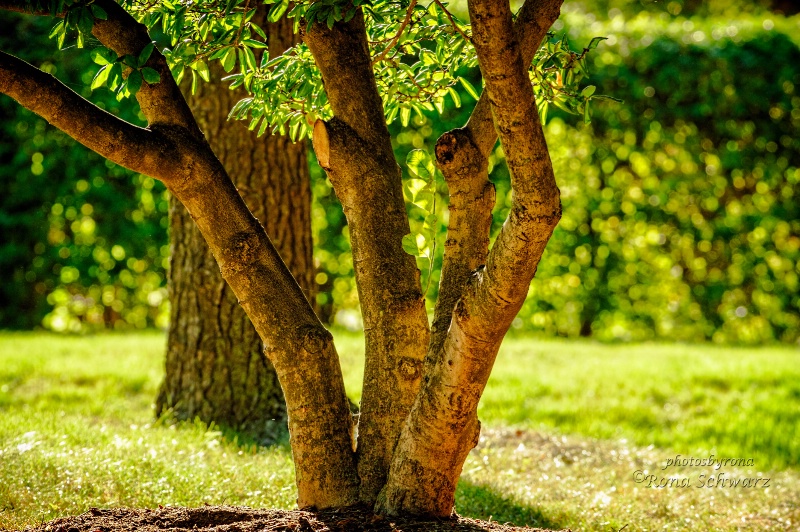 Dappled