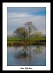 River Bann Reflec...