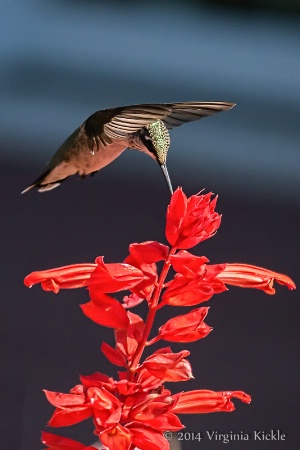 Hummingbird on Red Salvia