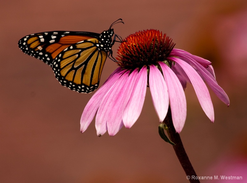 Drinking the nectar - ID: 14666943 © Roxanne M. Westman