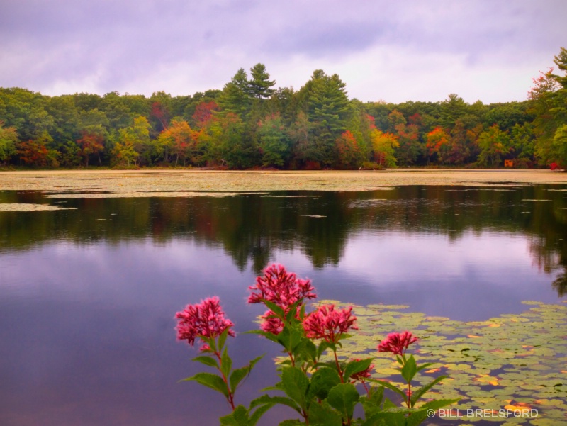 AUTUMN WILDFLOWERS 