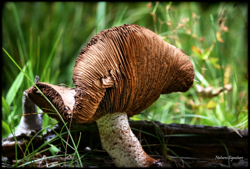 ~ Mushroom ~