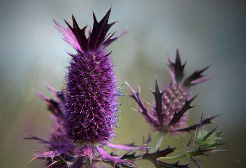 Leavenworth Eryngo