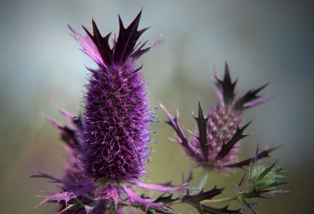 Leavenworth Eryngo