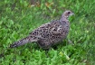 Female Pheasant 