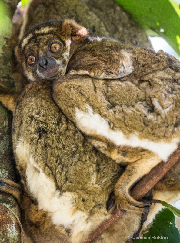 Eastern Woolly Lemur - ID: 14668097 © Jessica Boklan
