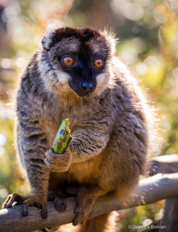 Brown Lemur - ID: 14668105 © Jessica Boklan