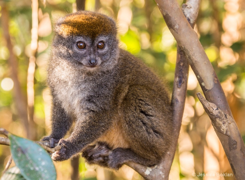 Eastern Gray Bamboo Lemur - ID: 14668108 © Jessica Boklan
