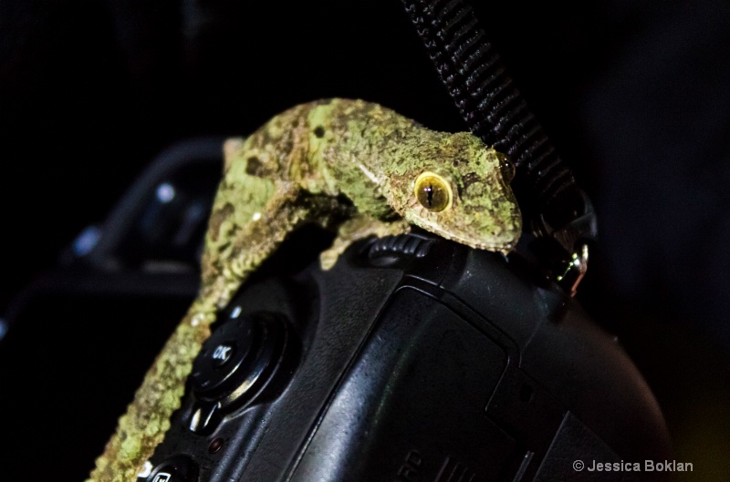 Mossy Leaf-tailed Gecko - ID: 14668112 © Jessica Boklan