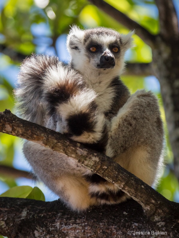 Ring-tailed Lemur - ID: 14668117 © Jessica Boklan