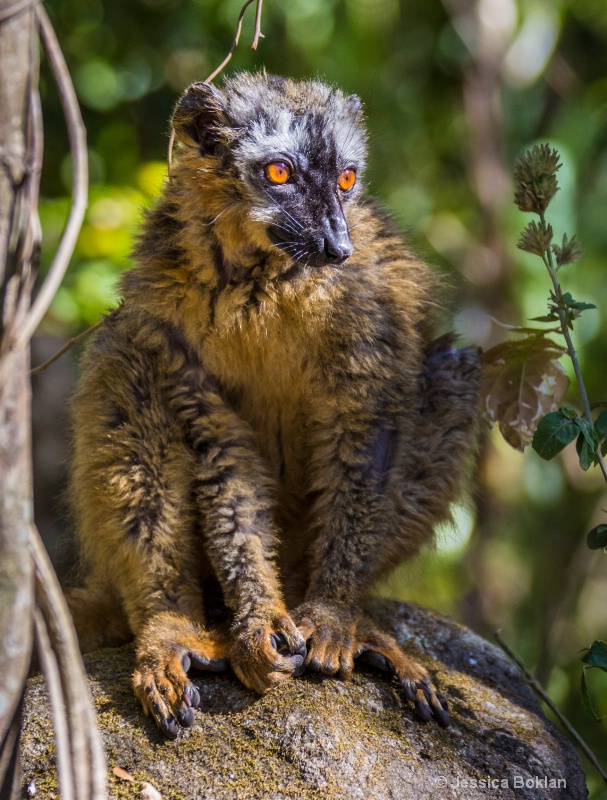 Common Brown Lemur - ID: 14668120 © Jessica Boklan