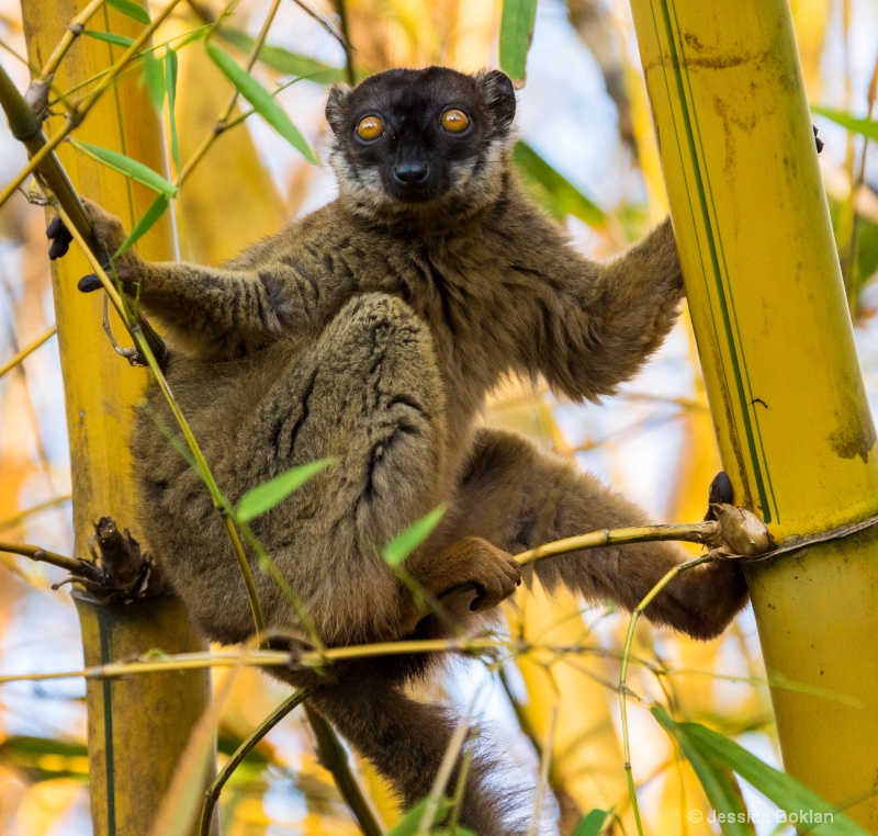 Common Brown Lemur - ID: 14668125 © Jessica Boklan