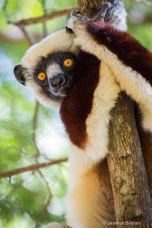 Coquerel's Sifaka - ID: 14668143 © Jessica Boklan