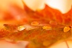 ~ Fall Has Come.....