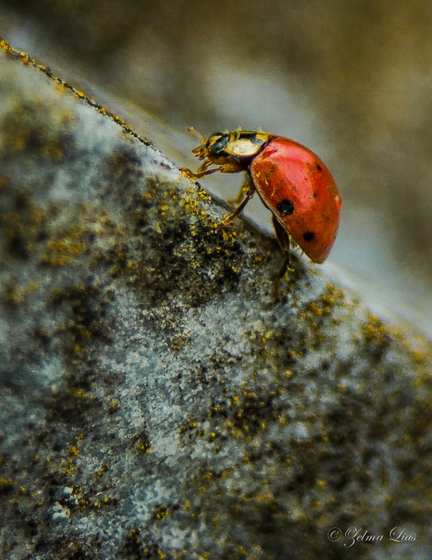 Ladybug Sprinting to the Top