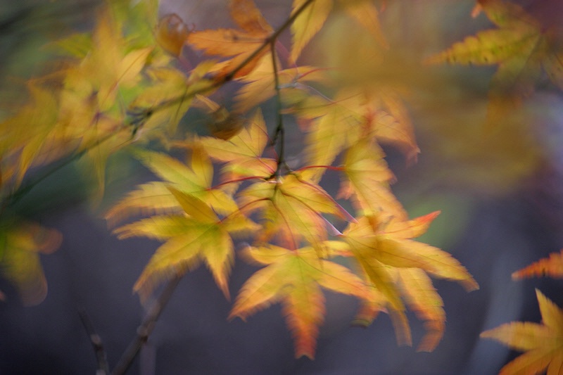 Maple leaves in the wind #3