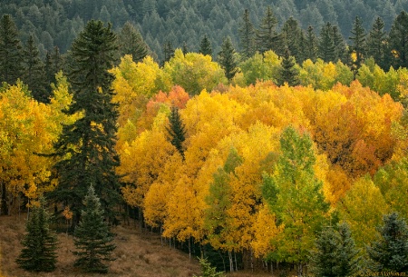Fall In The Rocky Mountains