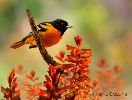 Orange on Orange — Baltimore Oriole