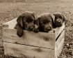Box of Chocolates