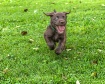 Pure Joy