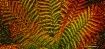 Fall Ferns