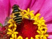 Syrphid in Sun