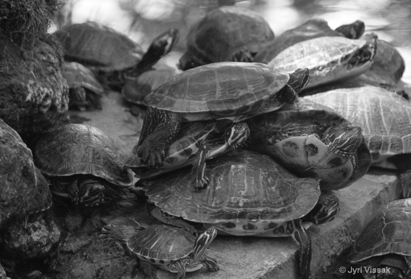 Turtles in Trani I