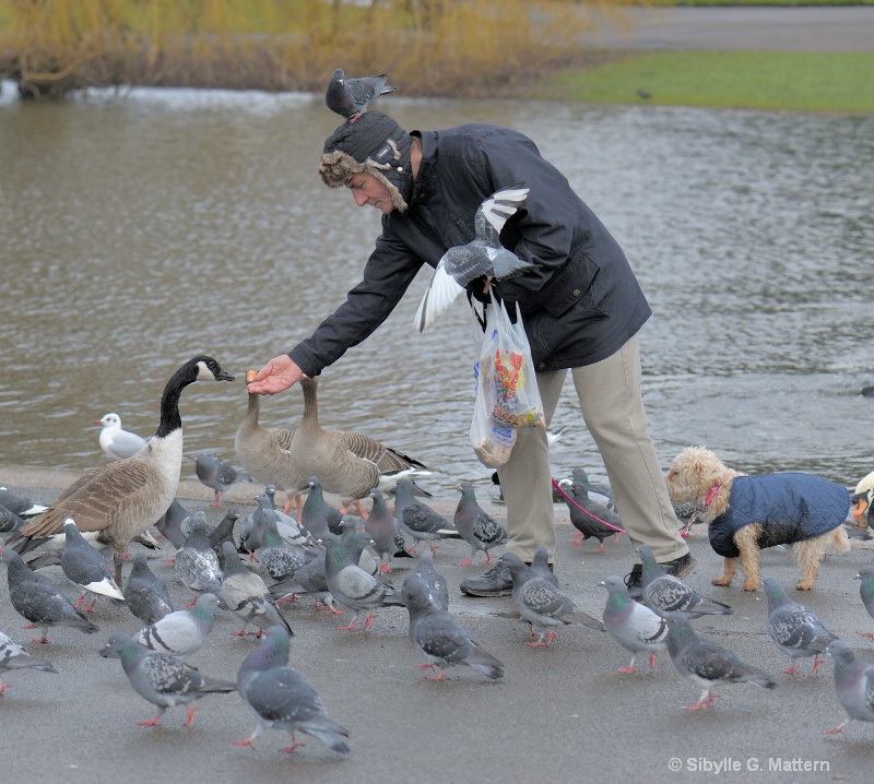 feeding the birds - ID: 14668727 © Sibylle G. Mattern
