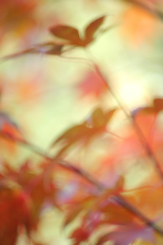 Japanese maple blur #1