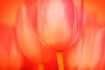 ~ Harmony ~