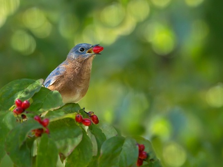 Blue Bird