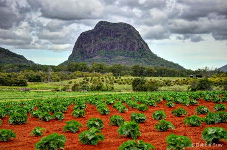 Pumpkins at Mt Tibrogargan 